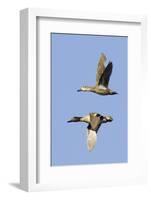 Pair of Green-Winged Teals Flying-Hal Beral-Framed Photographic Print