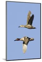 Pair of Green-Winged Teals Flying-Hal Beral-Mounted Photographic Print