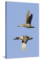 Pair of Green-Winged Teals Flying-Hal Beral-Stretched Canvas