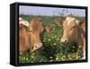 Pair of Guernsey Cows (Bos Taurus) Wisconsin, USA-Lynn M. Stone-Framed Stretched Canvas