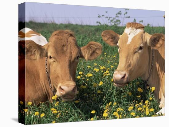 Pair of Guernsey Cows (Bos Taurus) Wisconsin, USA-Lynn M. Stone-Stretched Canvas
