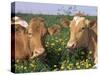 Pair of Guernsey Cows (Bos Taurus) Wisconsin, USA-Lynn M. Stone-Stretched Canvas