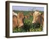 Pair of Guernsey Cows (Bos Taurus) Wisconsin, USA-Lynn M. Stone-Framed Photographic Print