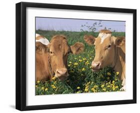 Pair of Guernsey Cows (Bos Taurus) Wisconsin, USA-Lynn M. Stone-Framed Photographic Print