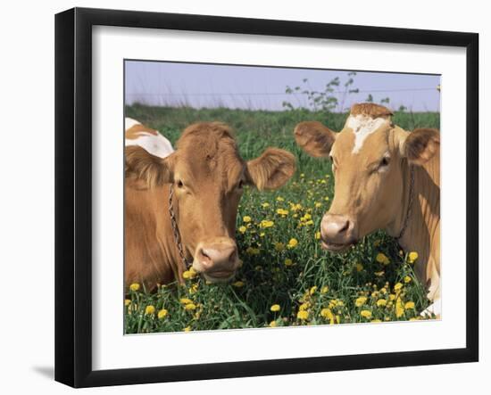 Pair of Guernsey Cows (Bos Taurus) Wisconsin, USA-Lynn M. Stone-Framed Photographic Print