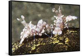 Pair of Harlequin Shrimp-Hal Beral-Framed Stretched Canvas