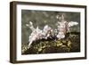 Pair of Harlequin Shrimp-Hal Beral-Framed Photographic Print