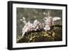 Pair of Harlequin Shrimp-Hal Beral-Framed Photographic Print