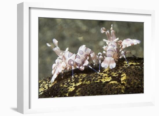 Pair of Harlequin Shrimp-Hal Beral-Framed Photographic Print