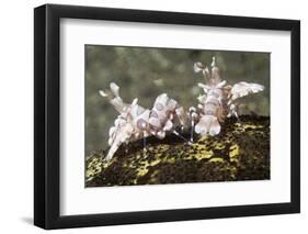 Pair of Harlequin Shrimp-Hal Beral-Framed Photographic Print