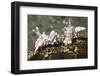 Pair of Harlequin Shrimp-Hal Beral-Framed Photographic Print