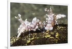 Pair of Harlequin Shrimp-Hal Beral-Framed Photographic Print