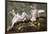 Pair of Harlequin Shrimp-Hal Beral-Framed Photographic Print