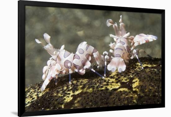 Pair of Harlequin Shrimp-Hal Beral-Framed Photographic Print