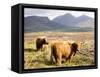 Pair of Highland Cows Grazing Among Heather Near Drinan, on Road to Elgol, Isle of Skye, Highlands,-Lee Frost-Framed Stretched Canvas