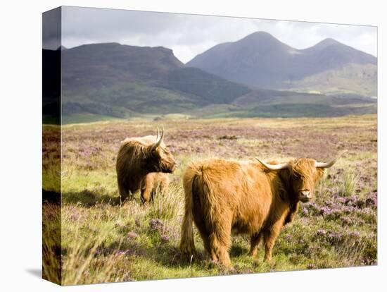 Pair of Highland Cows Grazing Among Heather Near Drinan, on Road to Elgol, Isle of Skye, Highlands,-Lee Frost-Stretched Canvas