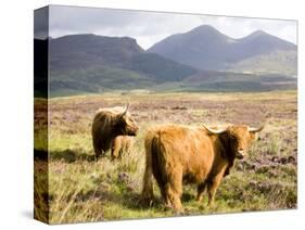 Pair of Highland Cows Grazing Among Heather Near Drinan, on Road to Elgol, Isle of Skye, Highlands,-Lee Frost-Stretched Canvas