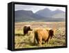 Pair of Highland Cows Grazing Among Heather Near Drinan, on Road to Elgol, Isle of Skye, Highlands,-Lee Frost-Framed Stretched Canvas