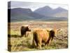 Pair of Highland Cows Grazing Among Heather Near Drinan, on Road to Elgol, Isle of Skye, Highlands,-Lee Frost-Stretched Canvas