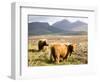 Pair of Highland Cows Grazing Among Heather Near Drinan, on Road to Elgol, Isle of Skye, Highlands,-Lee Frost-Framed Photographic Print