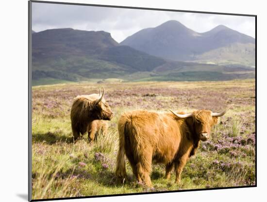 Pair of Highland Cows Grazing Among Heather Near Drinan, on Road to Elgol, Isle of Skye, Highlands,-Lee Frost-Mounted Photographic Print