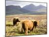 Pair of Highland Cows Grazing Among Heather Near Drinan, on Road to Elgol, Isle of Skye, Highlands,-Lee Frost-Mounted Photographic Print