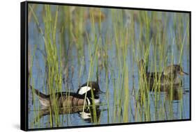 Pair of Hooded Mergansers, Lophodytes Cucullatus, Viera Wetlands, Florida, Usa-Maresa Pryor-Framed Stretched Canvas