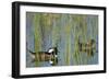 Pair of Hooded Mergansers, Lophodytes Cucullatus, Viera Wetlands, Florida, Usa-Maresa Pryor-Framed Photographic Print