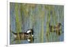 Pair of Hooded Mergansers, Lophodytes Cucullatus, Viera Wetlands, Florida, Usa-Maresa Pryor-Framed Photographic Print