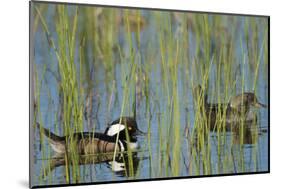Pair of Hooded Mergansers, Lophodytes Cucullatus, Viera Wetlands, Florida, Usa-Maresa Pryor-Mounted Photographic Print