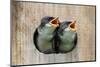 Pair of Hungry Baby Tree Swallows (Tachycineta Bicolor) Looking out of a Bird House Begging for Foo-Steve Byland-Mounted Photographic Print