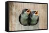 Pair of Hungry Baby Tree Swallows (Tachycineta Bicolor) Looking out of a Bird House Begging for Foo-Steve Byland-Framed Stretched Canvas