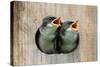 Pair of Hungry Baby Tree Swallows (Tachycineta Bicolor) Looking out of a Bird House Begging for Foo-Steve Byland-Stretched Canvas