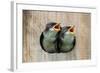 Pair of Hungry Baby Tree Swallows (Tachycineta Bicolor) Looking out of a Bird House Begging for Foo-Steve Byland-Framed Photographic Print