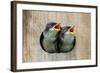 Pair of Hungry Baby Tree Swallows (Tachycineta Bicolor) Looking out of a Bird House Begging for Foo-Steve Byland-Framed Photographic Print