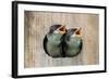 Pair of Hungry Baby Tree Swallows (Tachycineta Bicolor) Looking out of a Bird House Begging for Foo-Steve Byland-Framed Photographic Print