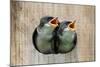 Pair of Hungry Baby Tree Swallows (Tachycineta Bicolor) Looking out of a Bird House Begging for Foo-Steve Byland-Mounted Photographic Print