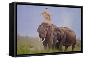 Pair of Indian Asian Elephant, Corbett National Park, India-Jagdeep Rajput-Framed Stretched Canvas