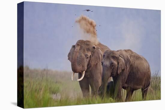 Pair of Indian Asian Elephant, Corbett National Park, India-Jagdeep Rajput-Stretched Canvas