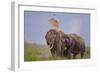 Pair of Indian Asian Elephant, Corbett National Park, India-Jagdeep Rajput-Framed Photographic Print