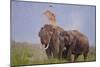 Pair of Indian Asian Elephant, Corbett National Park, India-Jagdeep Rajput-Mounted Photographic Print