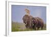 Pair of Indian Asian Elephant, Corbett National Park, India-Jagdeep Rajput-Framed Photographic Print