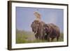 Pair of Indian Asian Elephant, Corbett National Park, India-Jagdeep Rajput-Framed Photographic Print