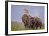 Pair of Indian Asian Elephant, Corbett National Park, India-Jagdeep Rajput-Framed Photographic Print