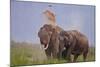 Pair of Indian Asian Elephant, Corbett National Park, India-Jagdeep Rajput-Mounted Photographic Print