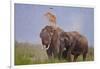 Pair of Indian Asian Elephant, Corbett National Park, India-Jagdeep Rajput-Framed Photographic Print