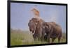 Pair of Indian Asian Elephant, Corbett National Park, India-Jagdeep Rajput-Framed Photographic Print