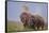 Pair of Indian Asian Elephant, Corbett National Park, India-Jagdeep Rajput-Framed Stretched Canvas