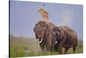 Pair of Indian Asian Elephant, Corbett National Park, India-Jagdeep Rajput-Stretched Canvas