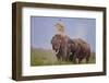 Pair of Indian Asian Elephant, Corbett National Park, India-Jagdeep Rajput-Framed Premium Photographic Print